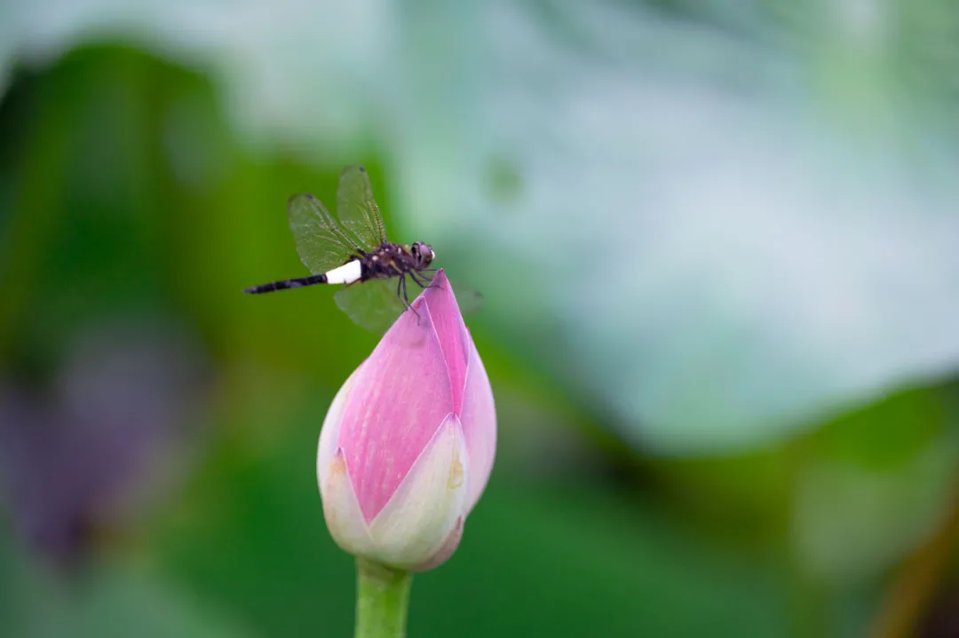 北大的夏，，，，，等你的荷