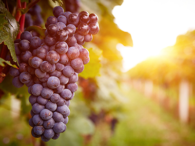 安博电竞·(中国区)官方网站