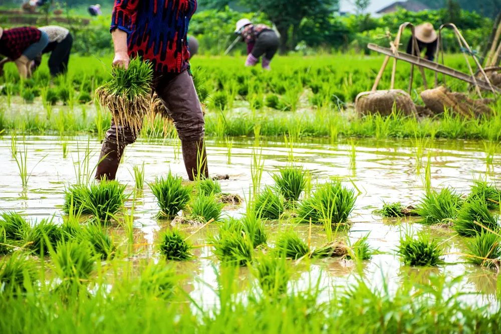 陈玉宇：被总理“点名”的6亿人在哪儿？？？？？？